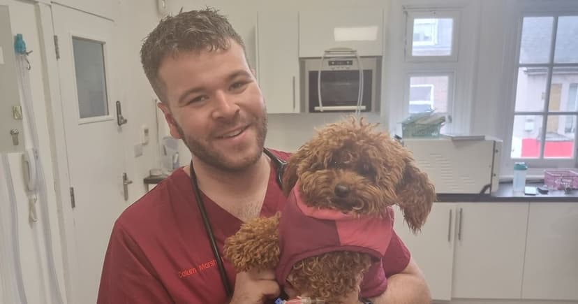 UK Vets Aid Injured Dogs in China's Meat Trade