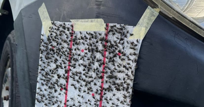 Winter War: Lancashire Village Swarmed by Bloodsucking Flies