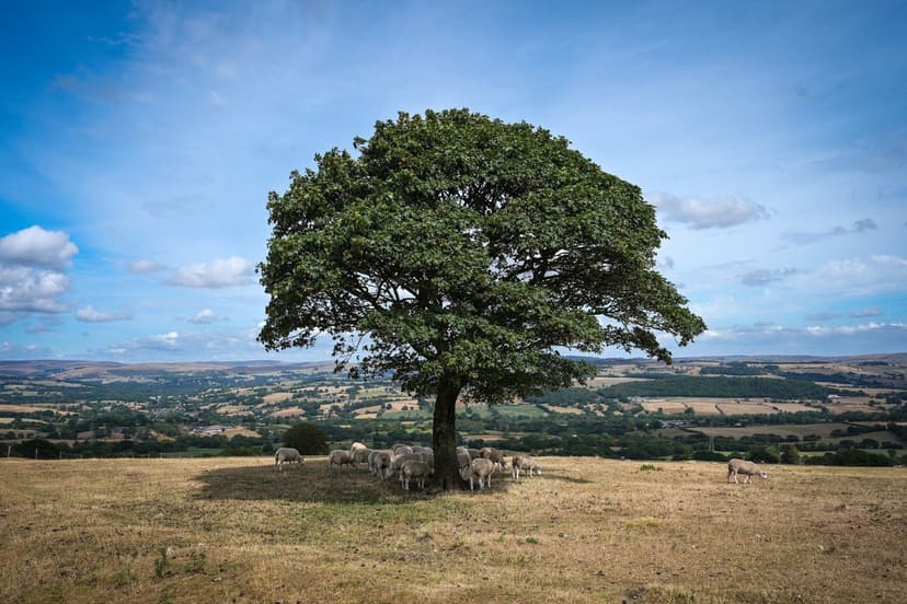 UK Heatwave Looms: Summer's Final Fiery Farewell?