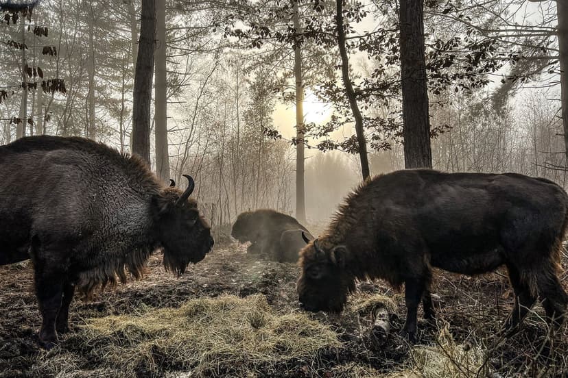 Lost Wildlife Returns: A UK Conservation Success Story