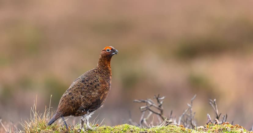 UK Wildlife Roars Back: New Hope for Nature