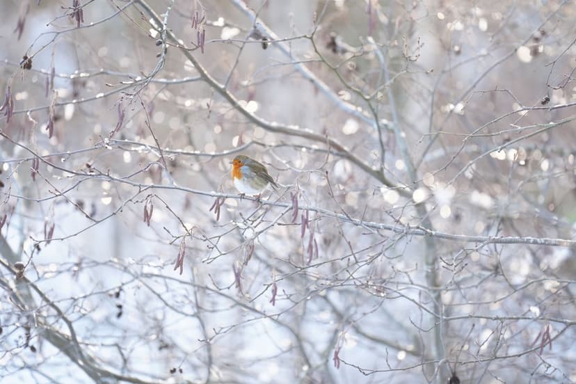 UK Braces for Snow, Ice, and Flood Warnings