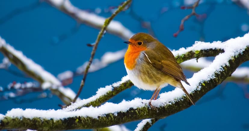 Half of UK Robins Could Die This Winter