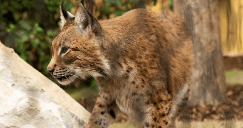War-Torn Lynx 'Ursa' Steps Onto Grass in UK Sanctuary