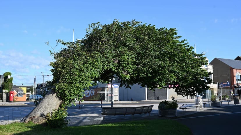 150-Year-Old 'Wonky' Elm Crowned UK's Favourite