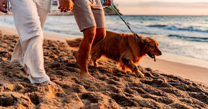 UK's Top Dog Walk: Seaside Path Reigns Supreme