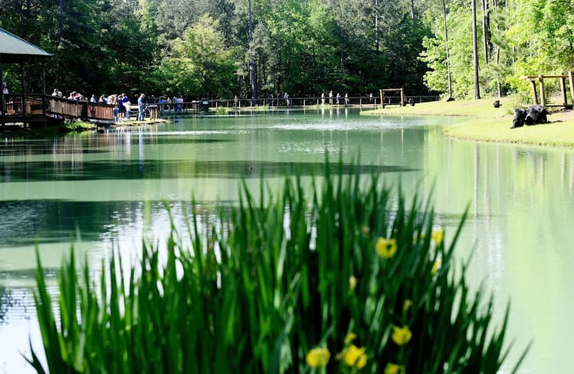 Uncover Louisiana's Hidden Gems: From Serene Nature to Thrilling Adventures