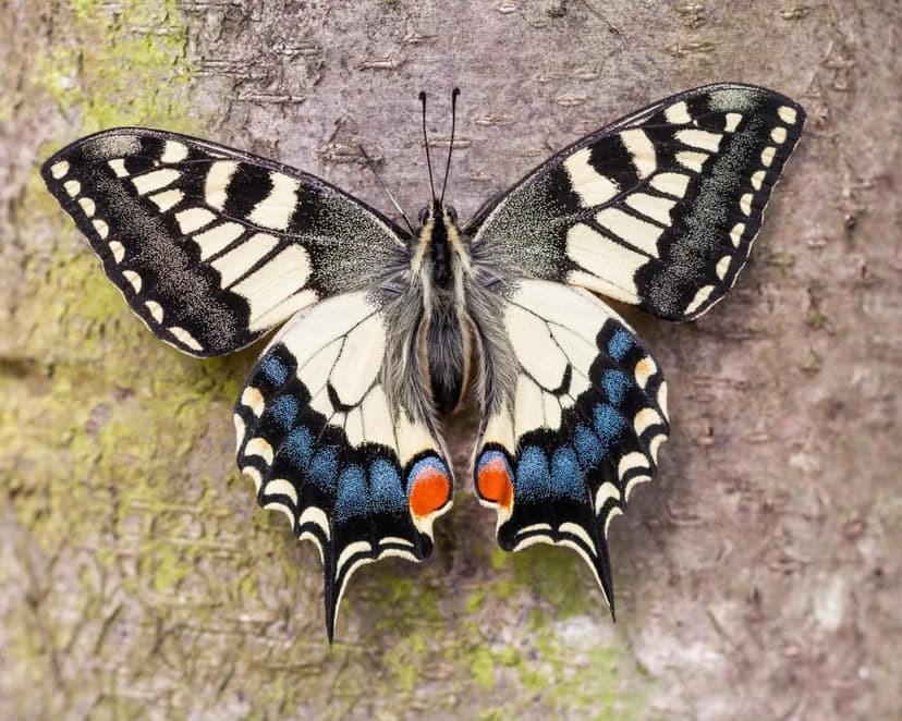 UK's Unique Swallowtail Butterfly: A 200,000-Year-Old Relic