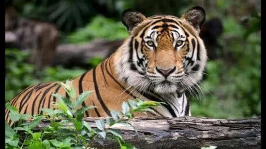UP Tigers Thrive: Population Soars to 205