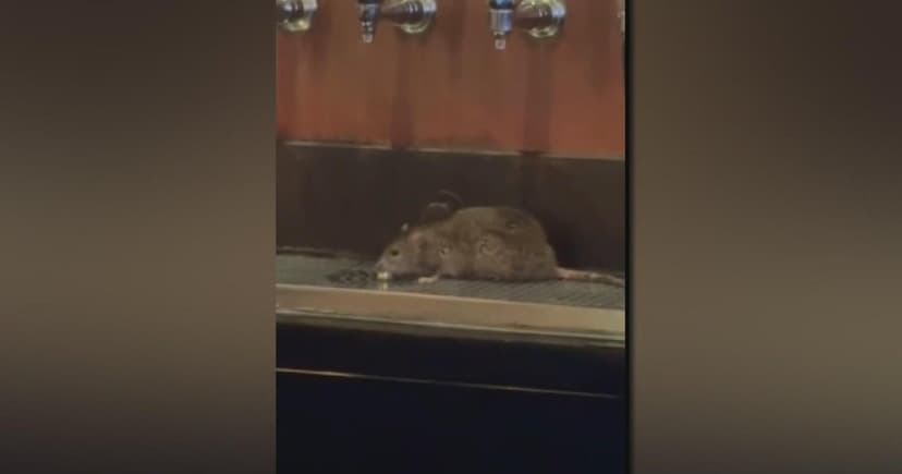Rat Incident Taints Taproom Trust