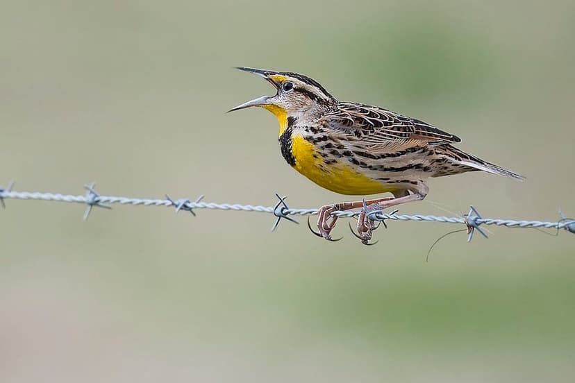 US bird losses accelerating due to farming