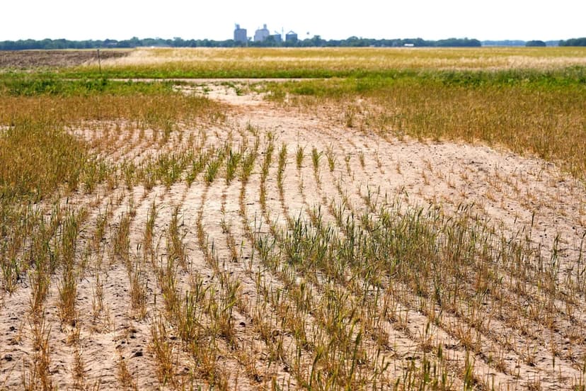 Drought Cripples US Farms: Wheat Crop Faces Devastation
