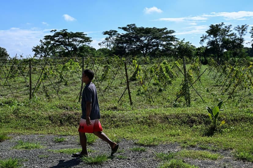 US Funds $34.1M Boost for Philippine Ube Production