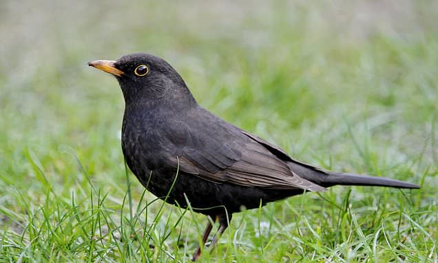 Scotland finds new mosquito virus in birds