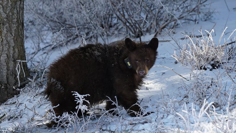 Utah Bears on the Move: Drought Drives Human Encounters