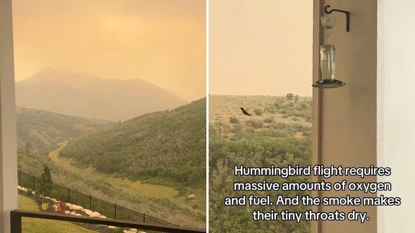 Utah Wildfire Smoke Chokes Skies, Harms Wildlife