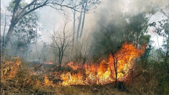 Uttarakhand Fire: Valley of Flowers Blaze Contained