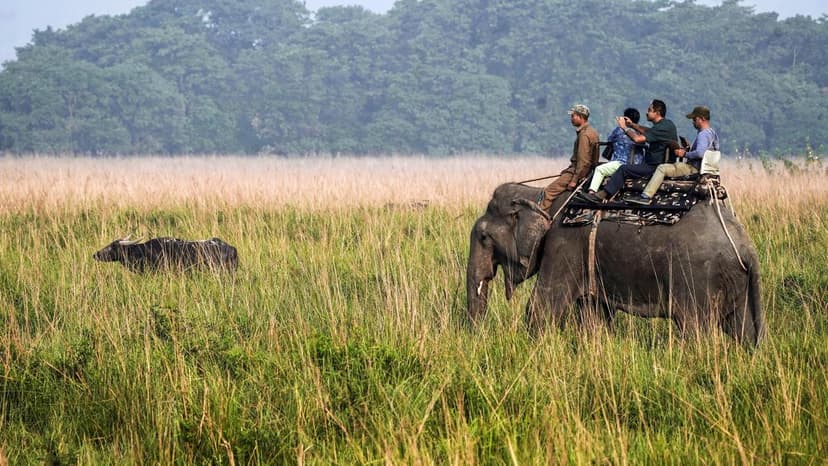 Elephant Safaris Roar Back to Life in Uttarakhand Forests