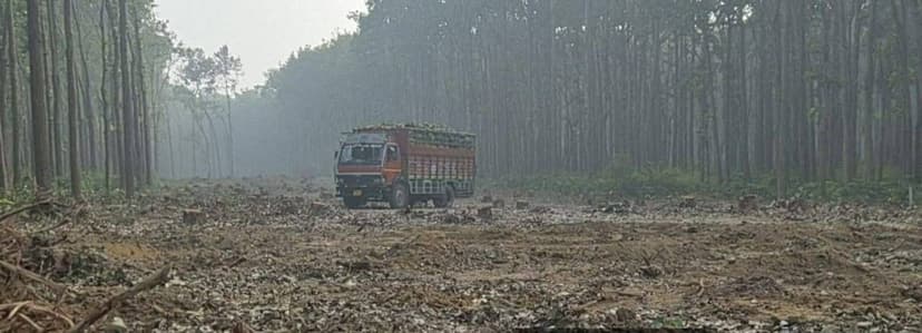Uttarakhand Court Halts Road Work Amid Tree Felling Fears
