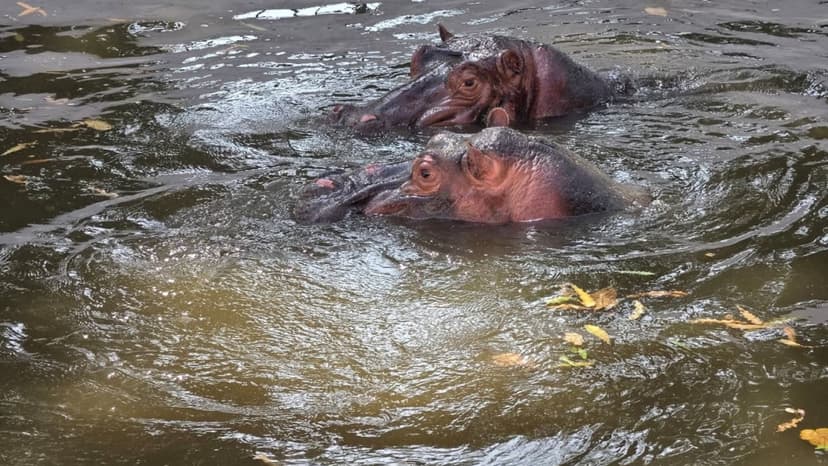 Hippo Love Grows: New Pair Sparks Breeding Hopes