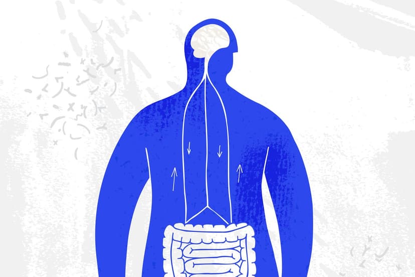 Vagus Nerve: Your Body's Secret Communication Line