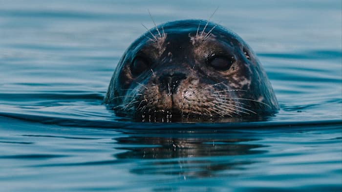 Vancouver Island: Giants Return to BC Waters