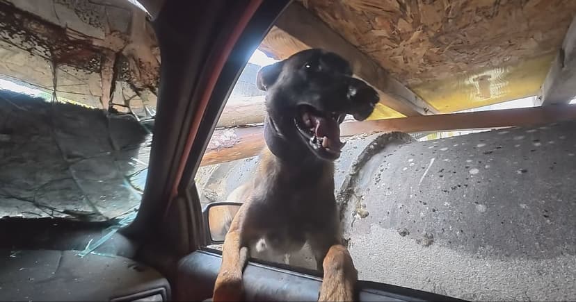 Vancouver's Top Dogs: Saving Lives in Urban Collapse