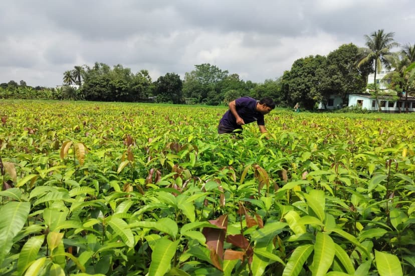 India's Varaha Raises $20M for Cheaper Carbon Credits