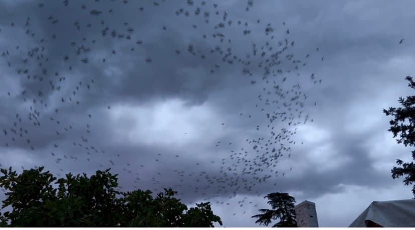 Swift flocks return: Oregon chimneys await.
