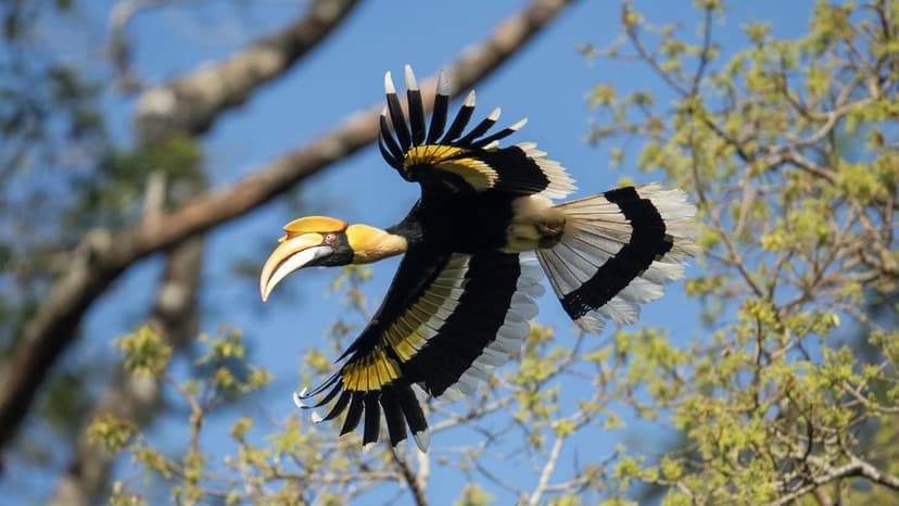 Vazhachal Forest Reveals 26 New Species