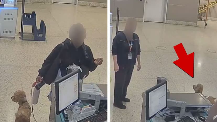 Vegas Woman Arrested for Leaving Dog at Airport