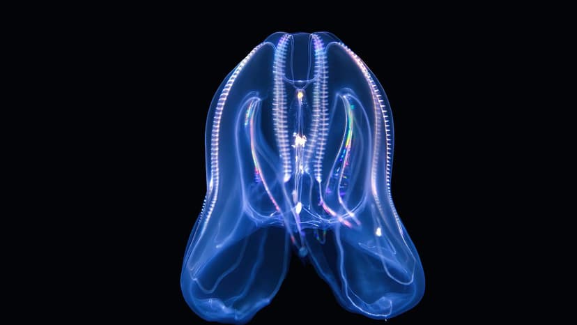 Venice Swamped by Cannibal Jellyfish Invasion