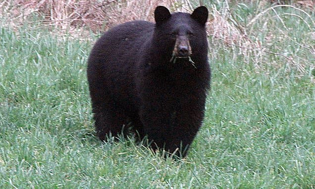 Bears Feast on Vermont Backyards: A Growing Problem
