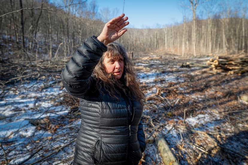 Vermont Forest Fight: Logging vs. Retreat