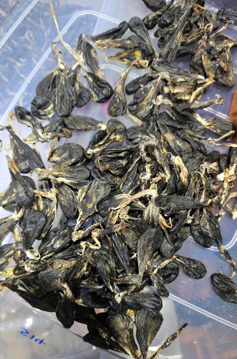 Vietnamese Man Admits Possessing Protected Python Parts