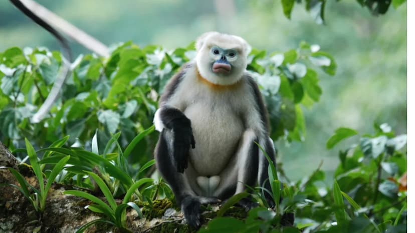 Critically Endangered Monkeys Stable in Vietnam