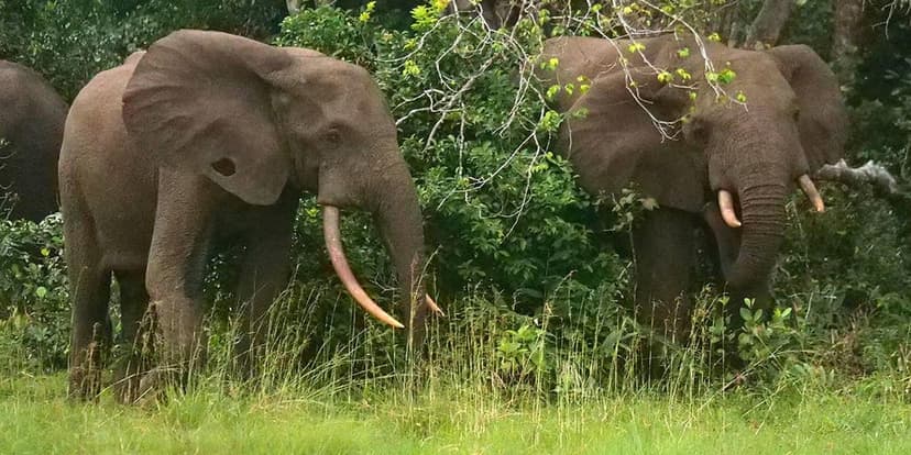 Vineyard Owner Trampled to Death by Elephants in Africa