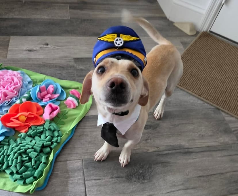 Airport Chase Dog Finds Forever Home After Viral Video