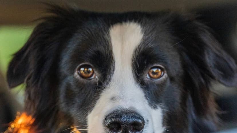 Herding Dog's Hilarious Full-Time Mom Duty