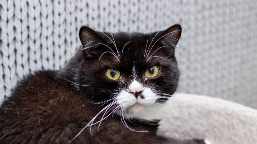 Cat's Outrageous Meows Over Food Bowl Spark Online Frenzy
