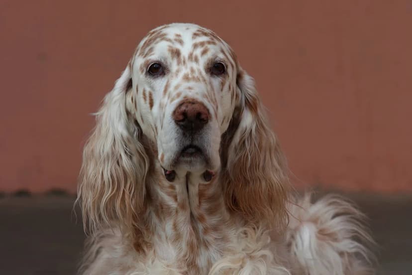 Dog's Epic Morning Stretch Goes Viral