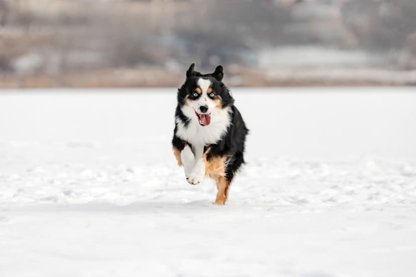 Dog's Snow Bunny Hops Go Viral