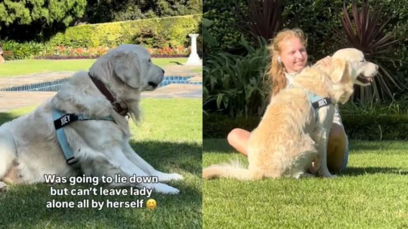 Golden Retriever With Social Skills Charms Park Goers