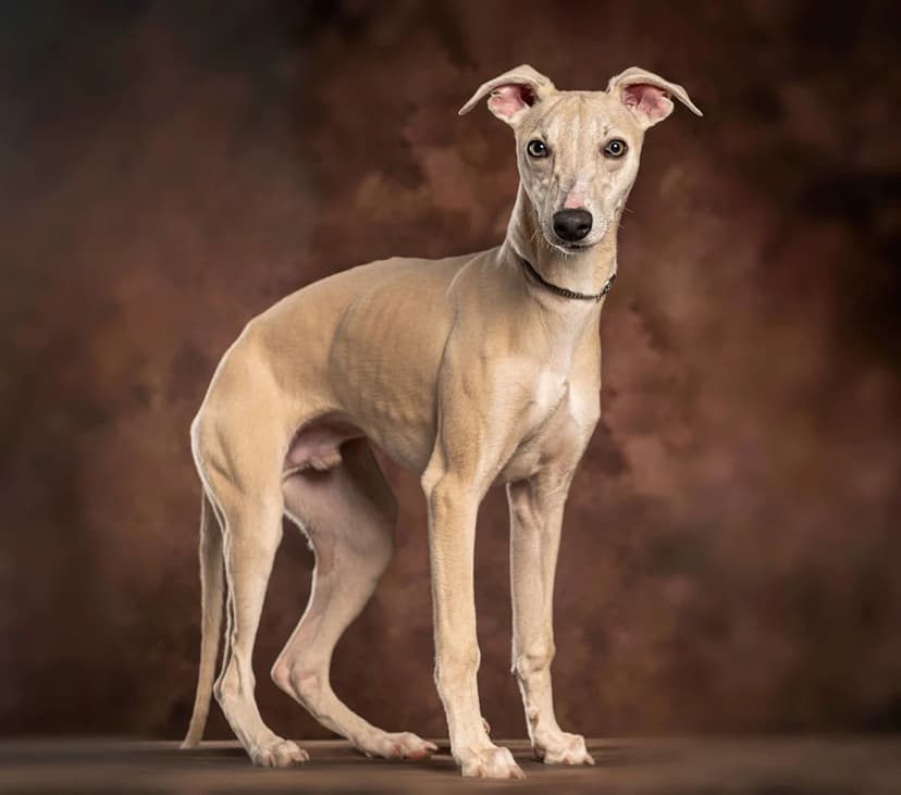 Italian Greyhound's Runway Poses Go Viral
