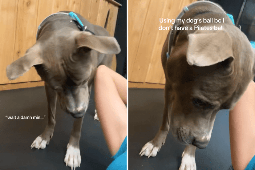 Dog's Hilarious Pilates Ball Intervention Goes Viral