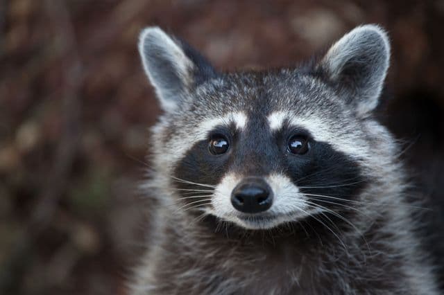 Raccoon 'Jimothy' Goes Viral for Unique Build