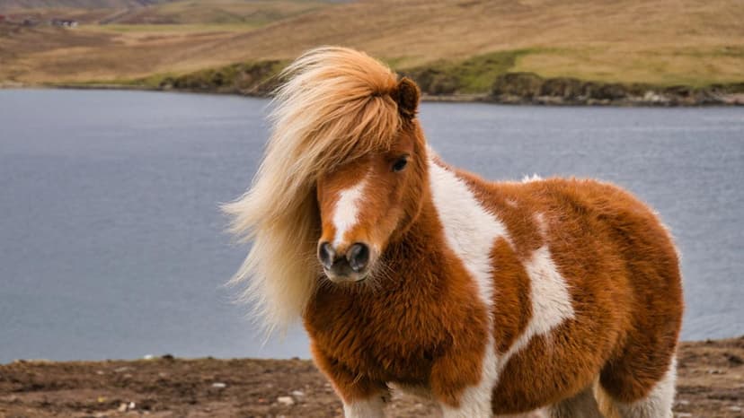 Shetland Pony's Viral Lip-Sync Stuns Internet