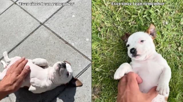 Dog's Hilarious 'Belly-Up' Reel Goes Viral