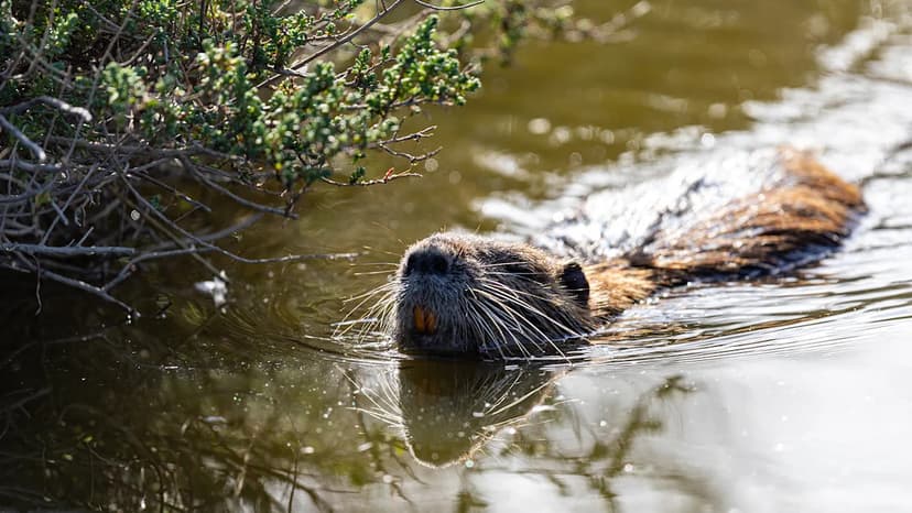 Volunteers Hunt Invasive Species in Coastal Parks