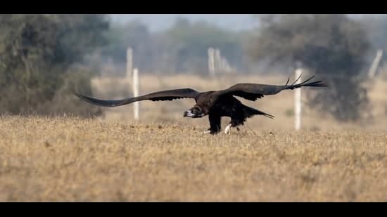 Vultures Die From Poisoned Cattle Drugs